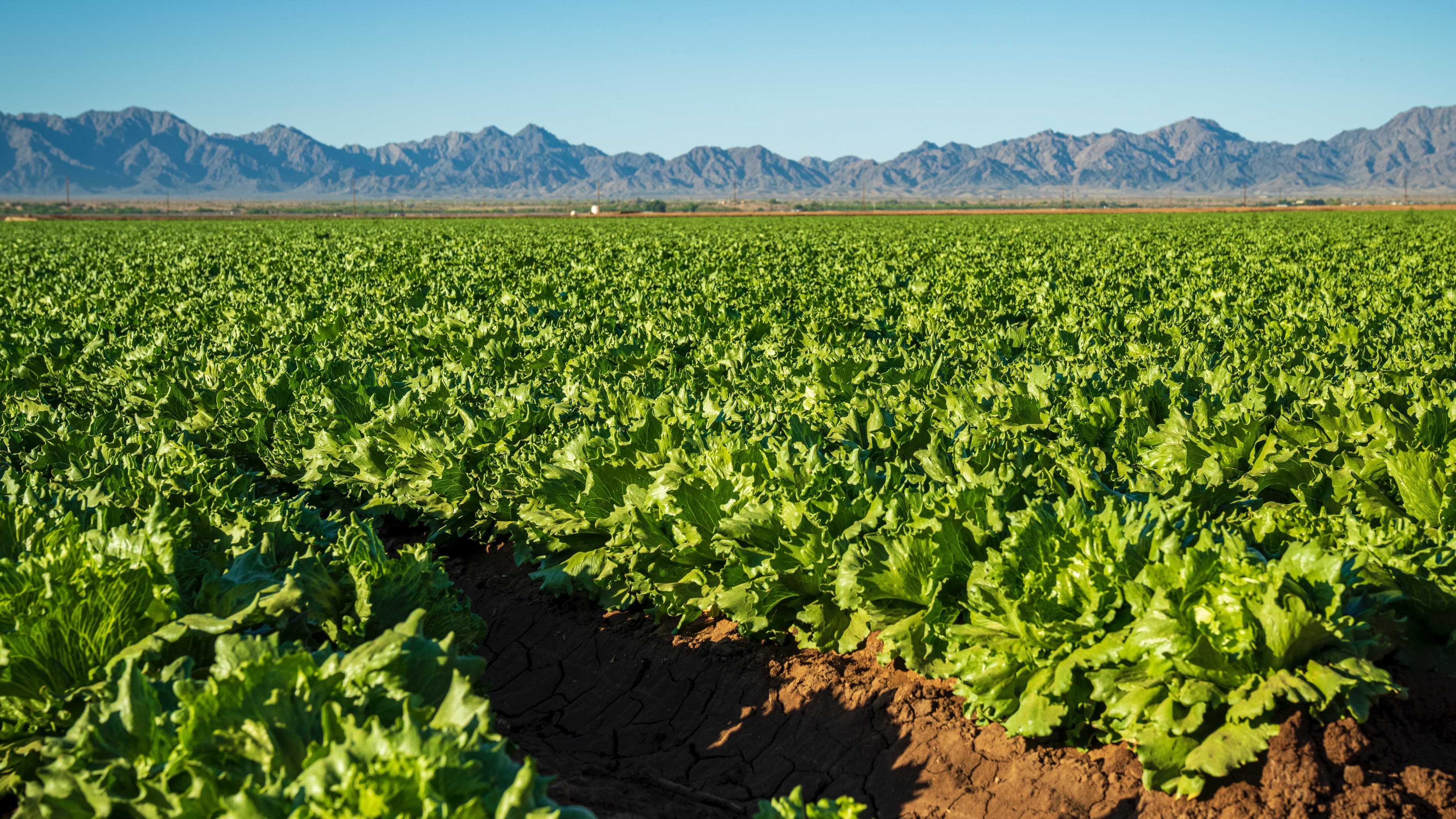 Satellite monitoring of farmland